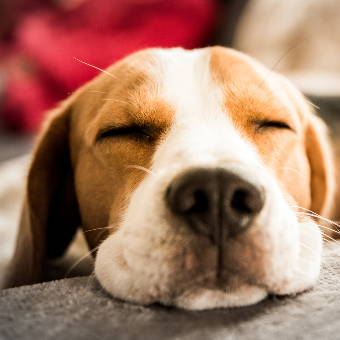 Dog Beds | Dog Baskets & Blankets | OLBRIT