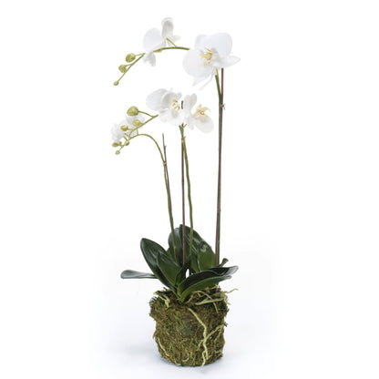 Artificial Phalaenopsis Orchid 70 cm White - OLBRIT