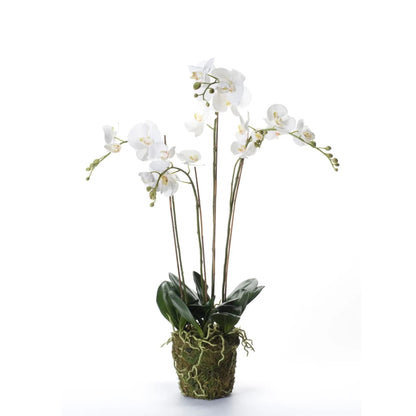 Artificial Phalaenopsis with Moss White 90 cm 20.355 - OLBRIT
