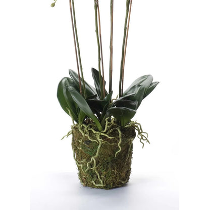 Artificial Phalaenopsis with Moss White 90 cm 20.355 - OLBRIT