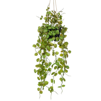 Artificial Ceropegia Hanging Bush 50 cm in Pot - OLBRIT