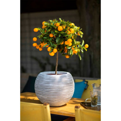 6e1bd29ebf8273baa1ce48f0e17d556d