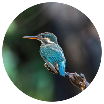 Wallpaper Circle The Kingfisher 190 cm - OLBRIT